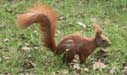 Red Squirrel